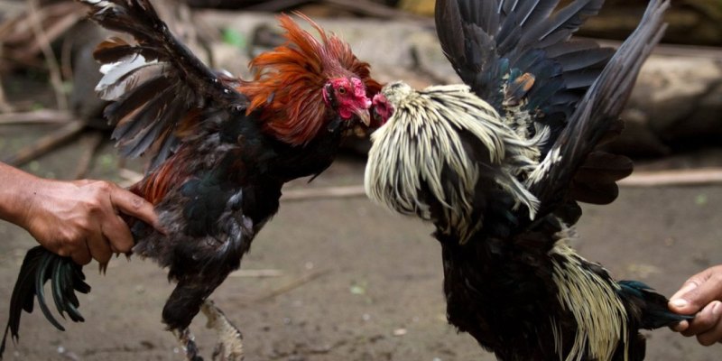 Chiến thuật áp dụng