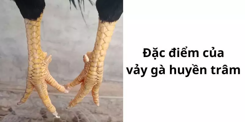 Đặc điểm nhận dạng riêng vảy gà Huyền Trâm chuẩn đẹp xịn