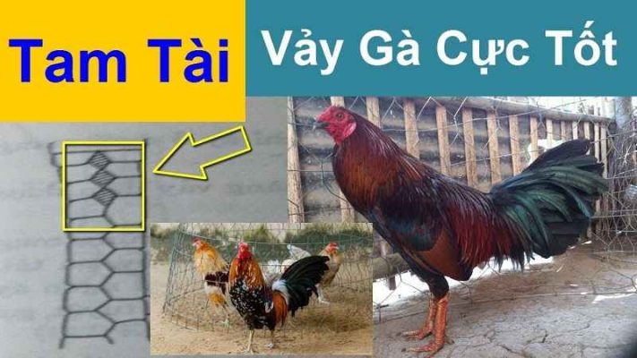 Định nghĩa vảy gà tam tài