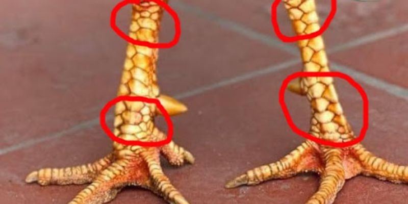 Phân loại vảy gà tam tài