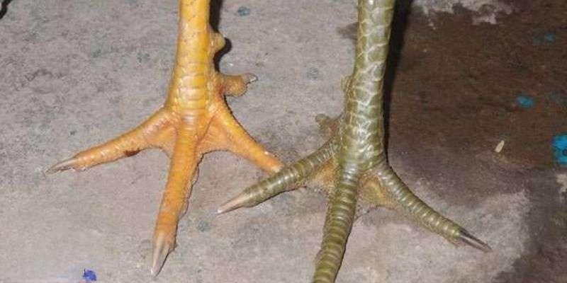 Thông tin về vảy gà tứ quý