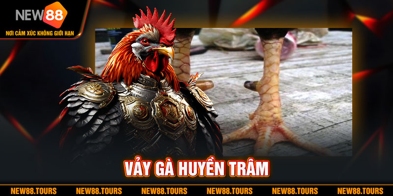 Đặc Điểm Nhận Dạng Vảy Gà Huyền Trâm Chuẩn Đẹp Dành Cho Newbie