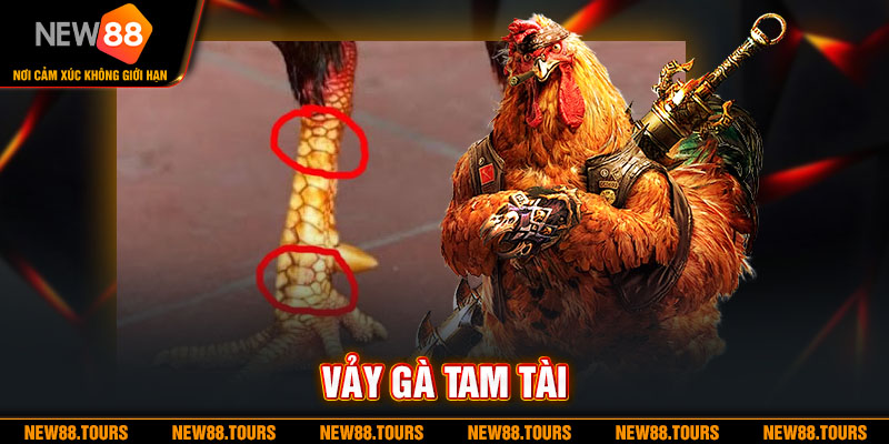 Vảy Gà Tam Tài Là Gì ? Những Điều Cần Biết Dành Cho Kê Thủ