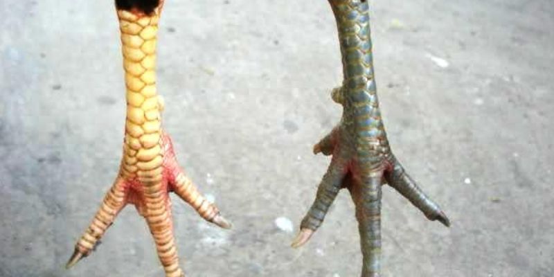 Chế độ dinh dưỡng đóng vai trò rất quan trọng trong chăm sóc gà