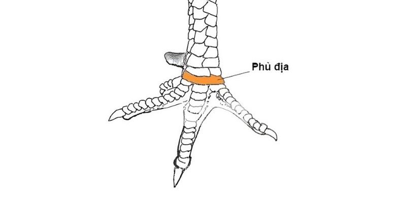 Tìm hiểu về loại vảy vô cùng quý hiếm này